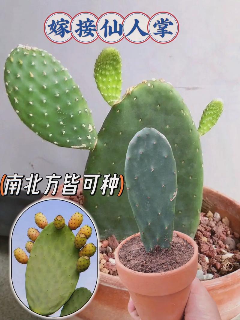 仙人掌扦插方法，仙人掌扦插方法视频？-第3张图片-优品飞百科