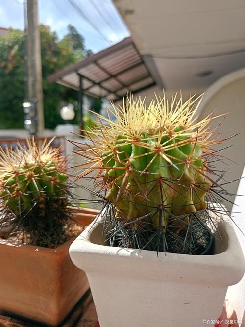 仙人掌扦插方法，仙人掌扦插方法视频？-第4张图片-优品飞百科