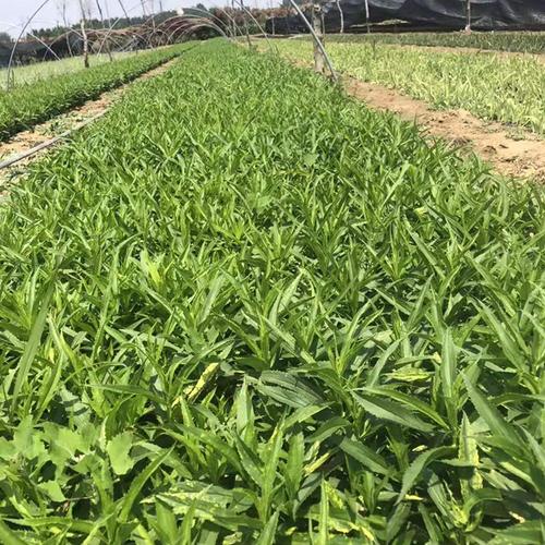 怎么栽培假龙头花，假龙头花能长多高？-第2张图片-优品飞百科