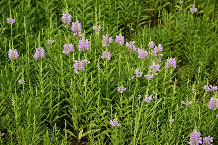 怎么栽培假龙头花，假龙头花能长多高？