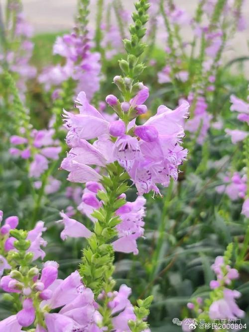 怎么栽培假龙头花，假龙头花能长多高？-第3张图片-优品飞百科