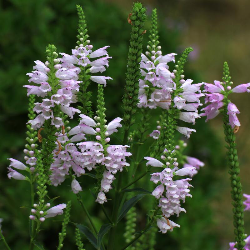 怎么栽培假龙头花，假龙头花能长多高？-第4张图片-优品飞百科