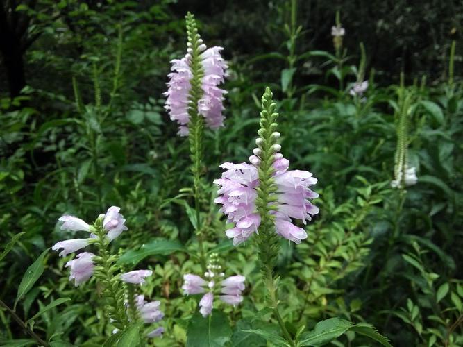 怎么栽培假龙头花，假龙头花能长多高？-第5张图片-优品飞百科