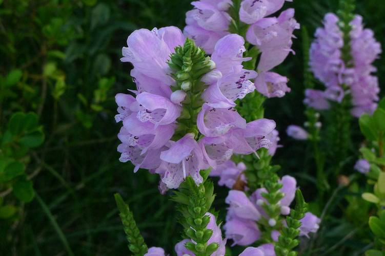 怎么栽培假龙头花，假龙头花能长多高？-第6张图片-优品飞百科