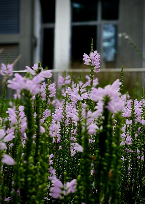 怎么栽培假龙头花，假龙头花能长多高？-第7张图片-优品飞百科