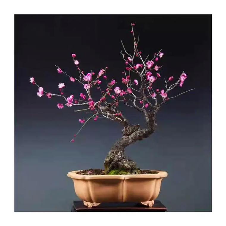 梅花上盆用什么土比较好？盆栽梅花需要什么土？-第2张图片-优品飞百科