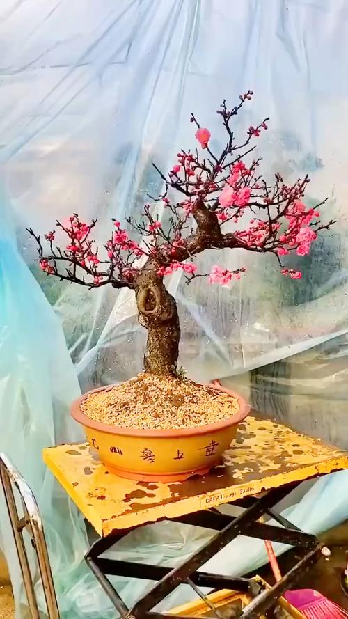 梅花上盆用什么土比较好？盆栽梅花需要什么土？-第3张图片-优品飞百科