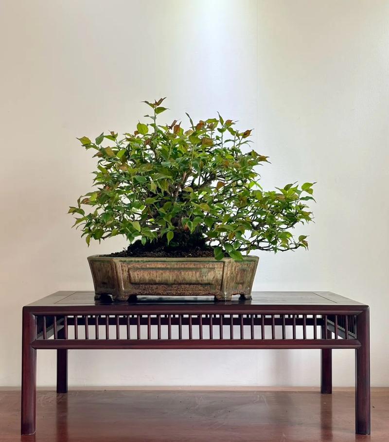 梅花上盆用什么土比较好？盆栽梅花需要什么土？-第4张图片-优品飞百科