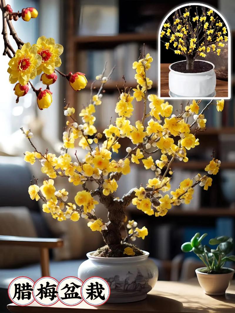 梅花上盆用什么土比较好？盆栽梅花需要什么土？-第5张图片-优品飞百科