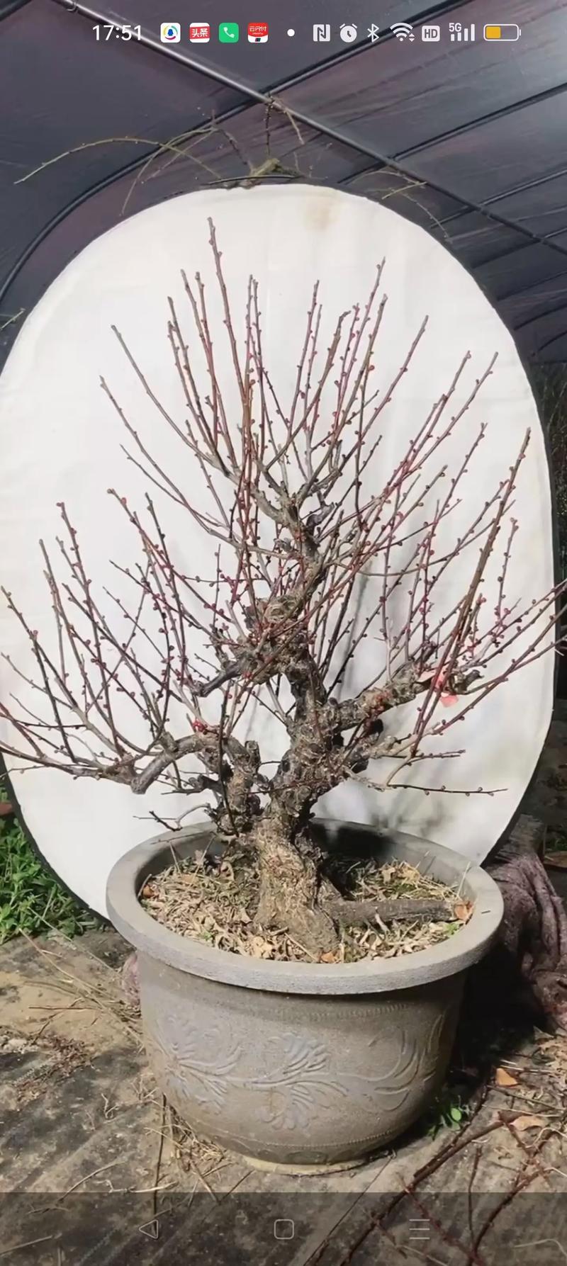 梅花上盆用什么土比较好？盆栽梅花需要什么土？-第6张图片-优品飞百科