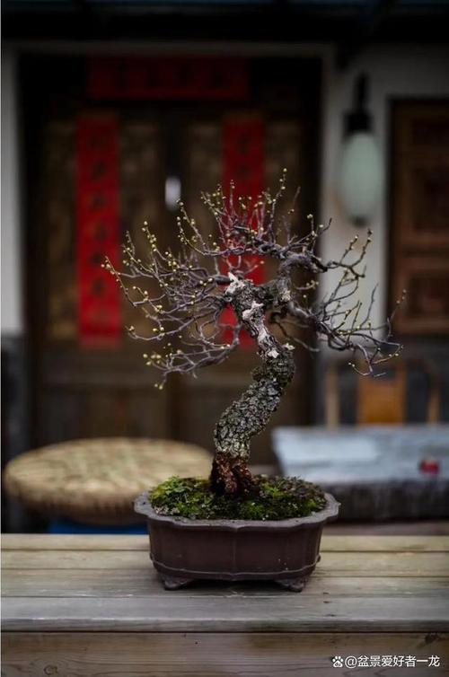 梅花上盆用什么土比较好？盆栽梅花需要什么土？-第7张图片-优品飞百科