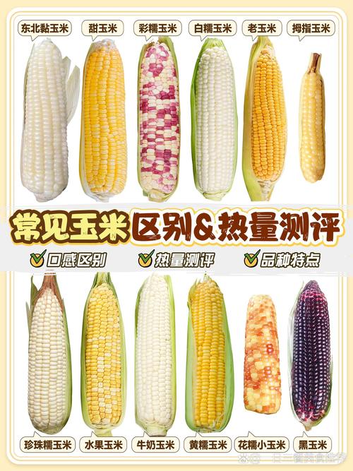 甜玉米播种时间，甜玉米播种时间和方法？-第2张图片-优品飞百科