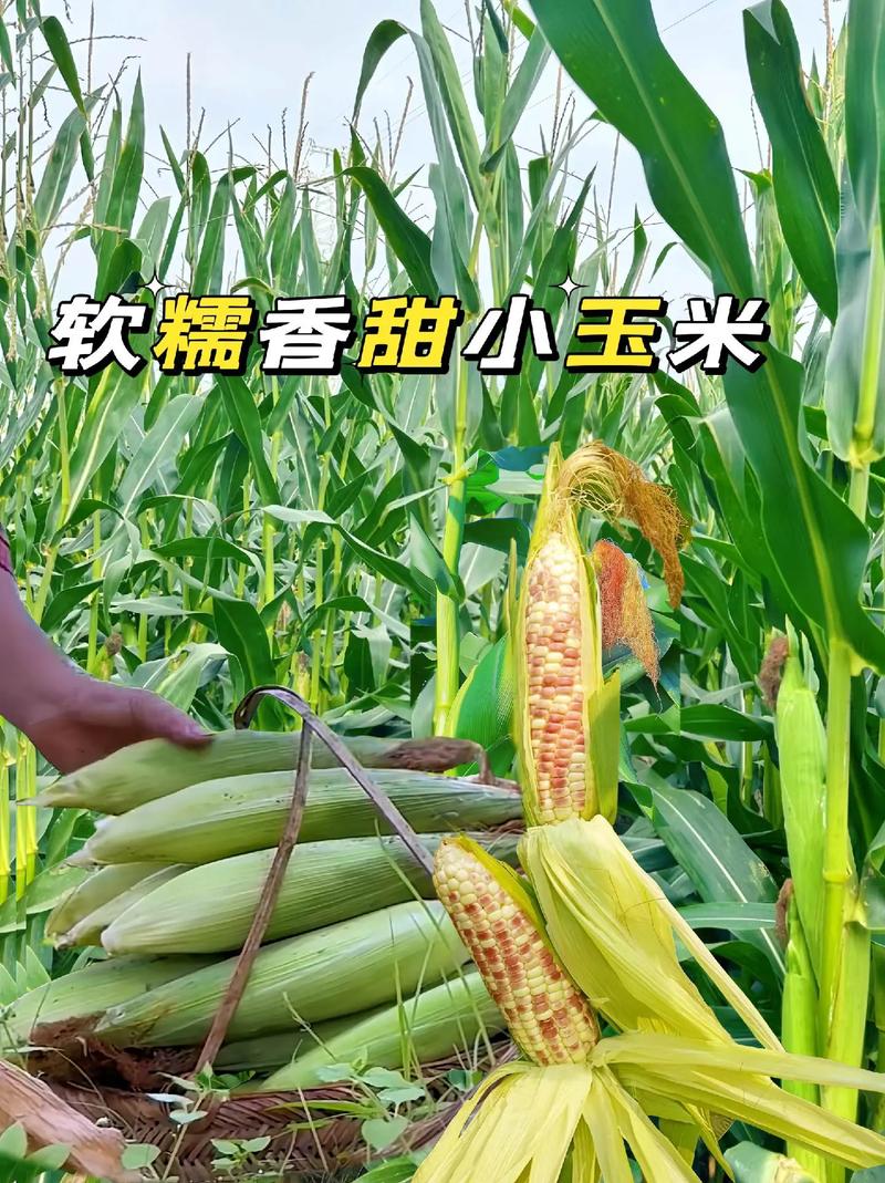 甜玉米播种时间，甜玉米播种时间和方法？-第3张图片-优品飞百科
