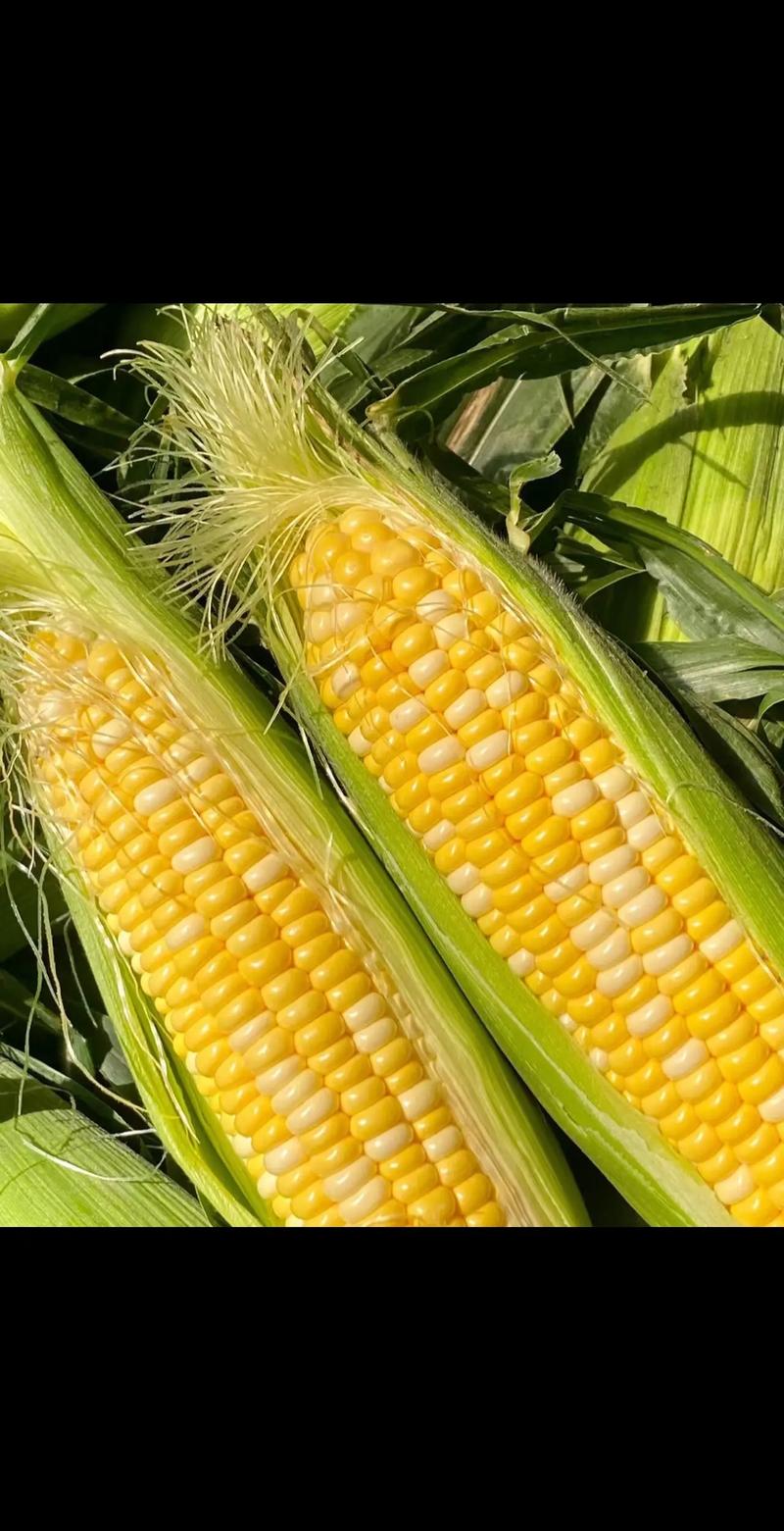 甜玉米播种时间，甜玉米播种时间和方法？-第4张图片-优品飞百科