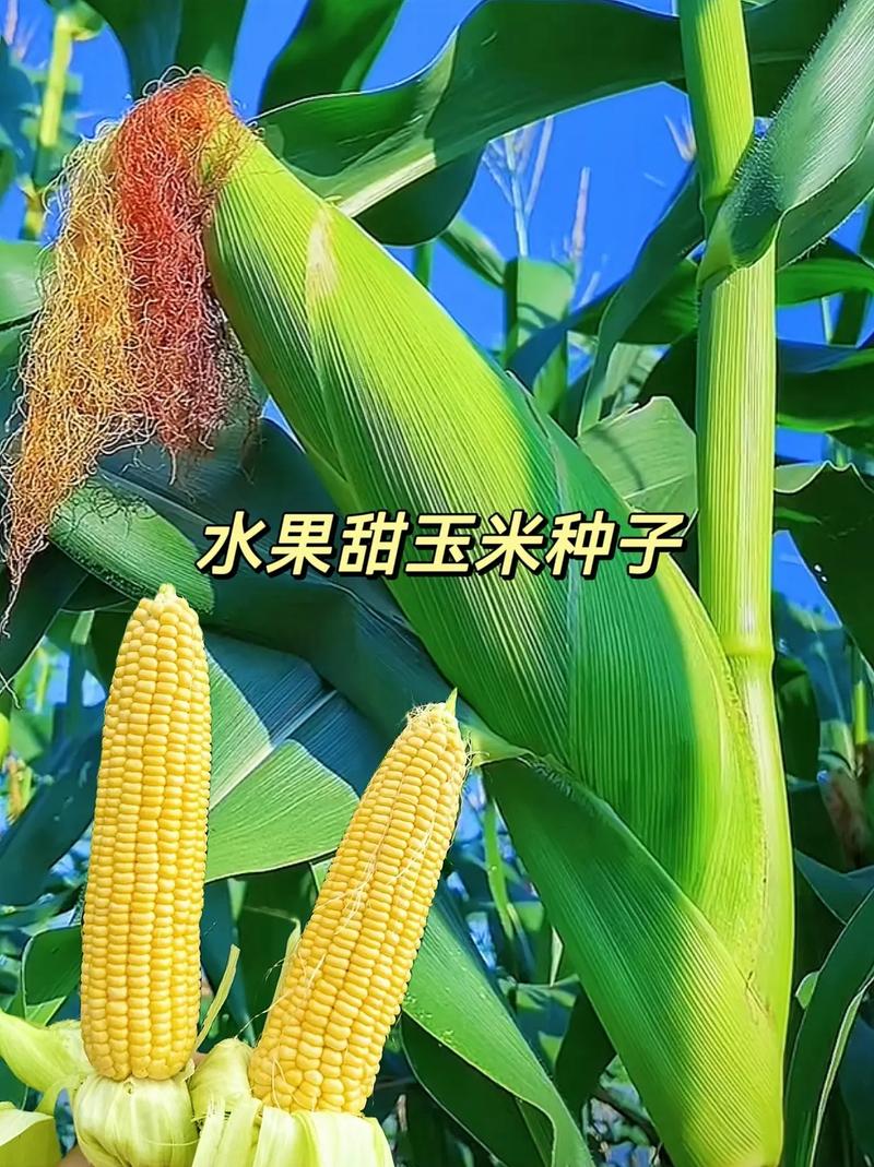 甜玉米播种时间，甜玉米播种时间和方法？-第7张图片-优品飞百科