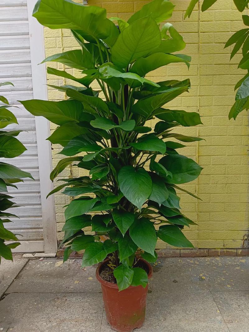 绿萝可以用沙子养吗？绿萝可以用沙子养吗怎么养？