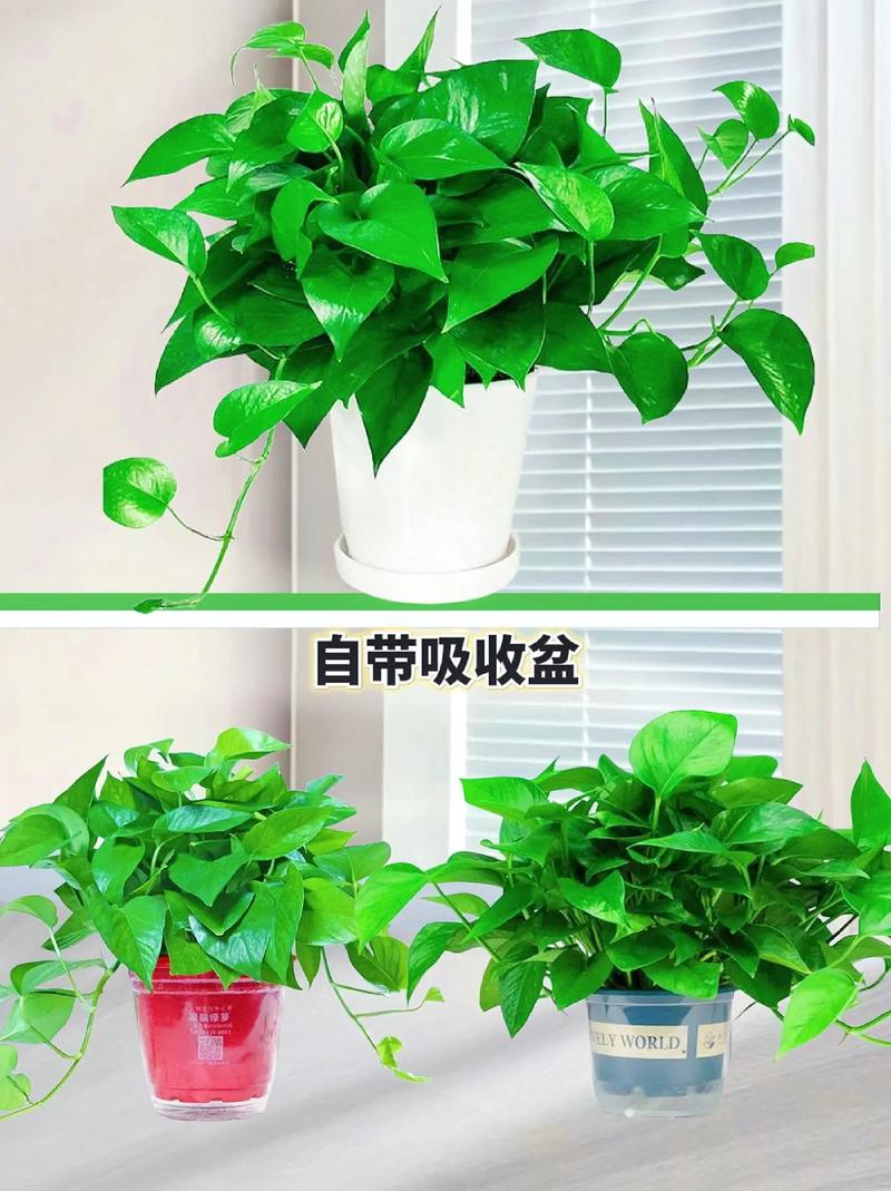 绿萝可以用沙子养吗？绿萝可以用沙子养吗怎么养？-第2张图片-优品飞百科