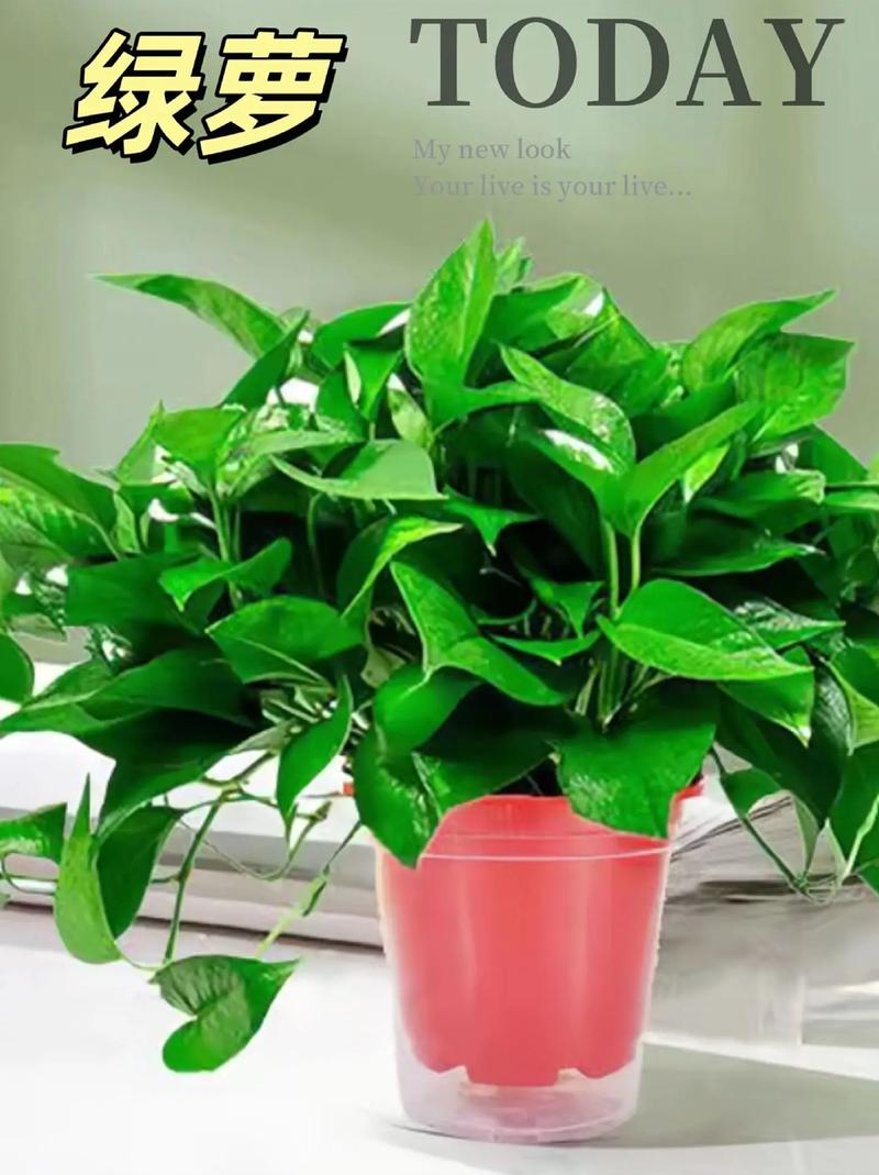 绿萝可以用沙子养吗？绿萝可以用沙子养吗怎么养？-第4张图片-优品飞百科