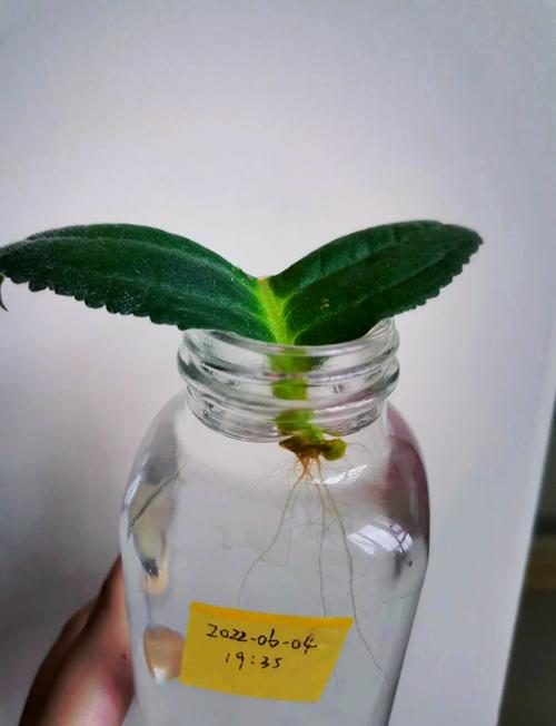 大岩桐对水分的要求？大岩桐对水分的要求有哪些？-第3张图片-优品飞百科