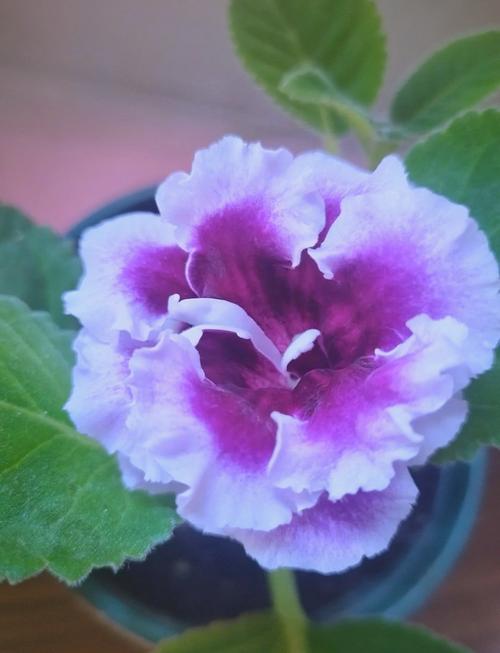 大岩桐对水分的要求？大岩桐对水分的要求有哪些？-第4张图片-优品飞百科