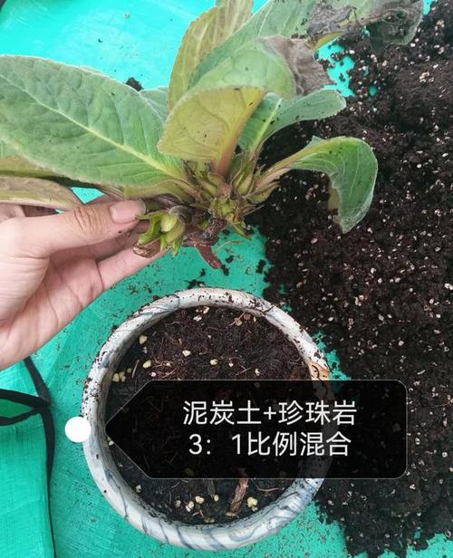 大岩桐对水分的要求？大岩桐对水分的要求有哪些？-第5张图片-优品飞百科