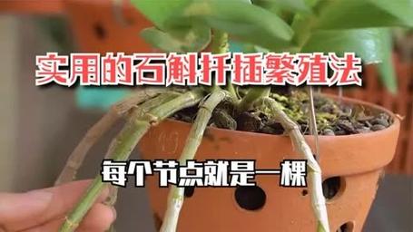 石斛扦插方法，石斛如何扦插才繁殖的好