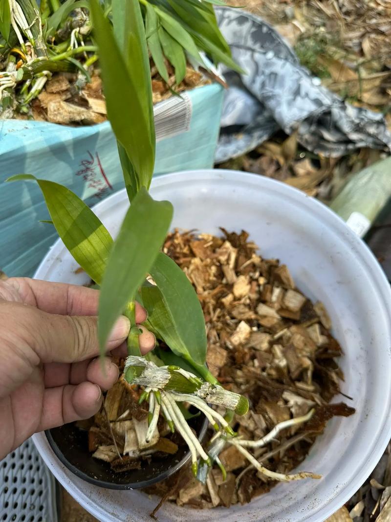 石斛扦插方法，石斛如何扦插才繁殖的好-第2张图片-优品飞百科