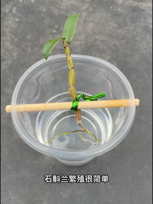 石斛扦插方法，石斛如何扦插才繁殖的好-第3张图片-优品飞百科