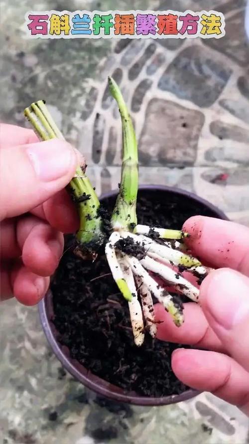 石斛扦插方法，石斛如何扦插才繁殖的好-第4张图片-优品飞百科