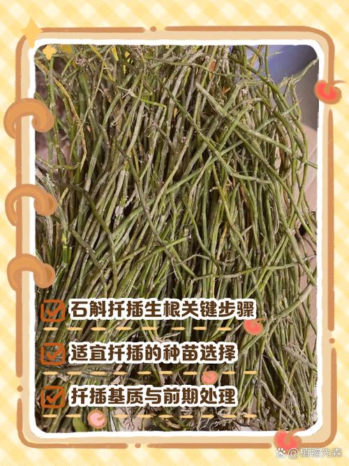 石斛扦插方法，石斛如何扦插才繁殖的好-第5张图片-优品飞百科