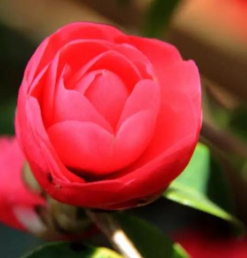 滇山茶冬天养殖有哪些禁忌?滇山茶花图片大全?-第1张图片-优品飞百科 滇山茶冬天养殖有哪些禁忌?滇山茶花图片大全?-第1张图片-优品飞百科