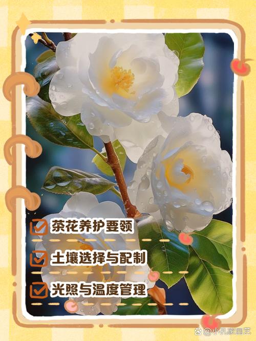 滇山茶冬天养殖有哪些禁忌?滇山茶花图片大全?-第3张图片-优品飞百科 滇山茶冬天养殖有哪些禁忌?滇山茶花图片大全?-第3张图片-优品飞百科