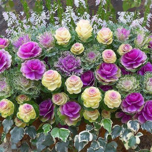 滇山茶冬天养殖有哪些禁忌?滇山茶花图片大全?-第4张图片-优品飞百科 滇山茶冬天养殖有哪些禁忌?滇山茶花图片大全?-第4张图片-优品飞百科