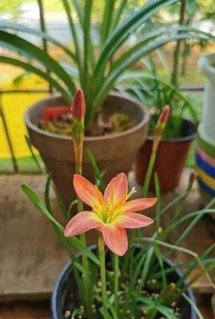 风雨兰秋天怎么养，秋季风雨兰需要放到室内吗？