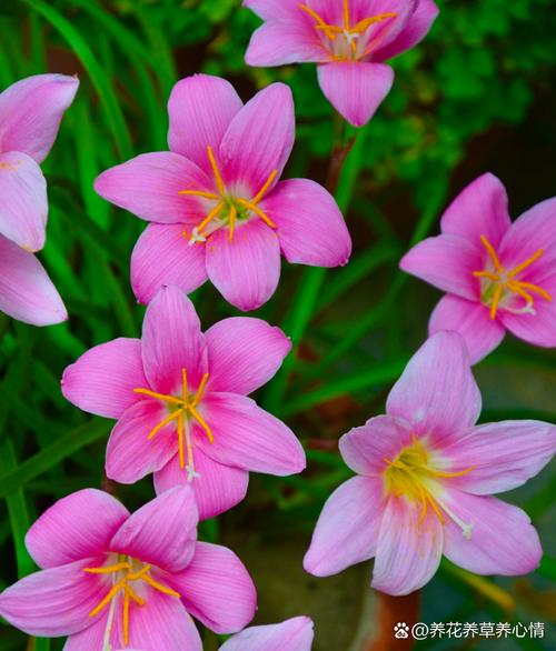 风雨兰秋天怎么养，秋季风雨兰需要放到室内吗？-第2张图片-优品飞百科