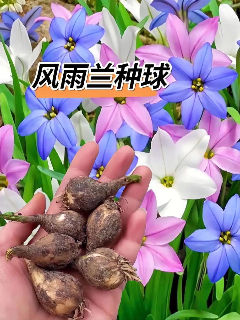 风雨兰秋天怎么养，秋季风雨兰需要放到室内吗？-第4张图片-优品飞百科