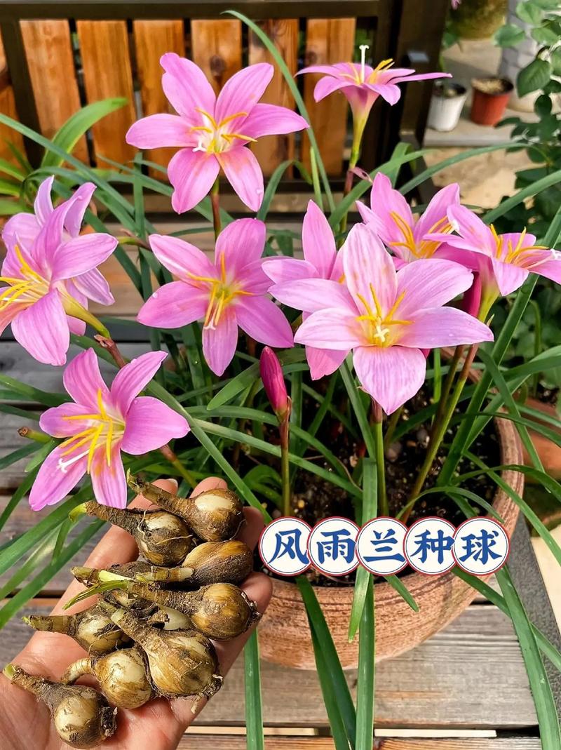 风雨兰秋天怎么养，秋季风雨兰需要放到室内吗？-第5张图片-优品飞百科