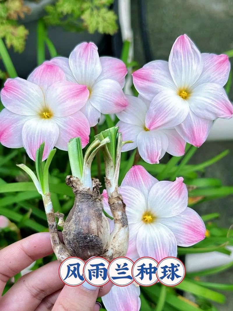 风雨兰秋天怎么养，秋季风雨兰需要放到室内吗？-第6张图片-优品飞百科