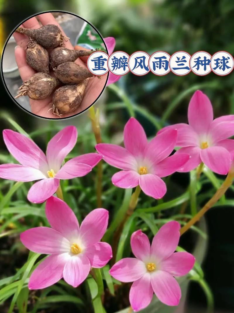 风雨兰秋天怎么养，秋季风雨兰需要放到室内吗？-第7张图片-优品飞百科