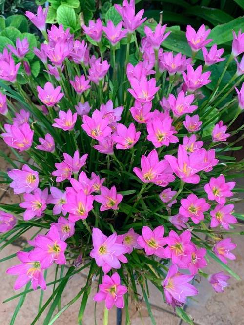 风雨兰秋天怎么养，秋季风雨兰需要放到室内吗？-第8张图片-优品飞百科