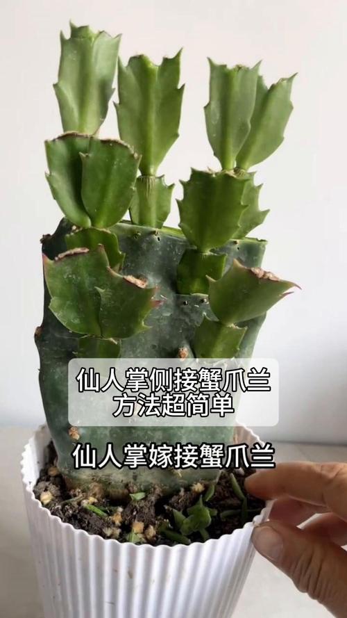蟹爪兰怎么嫁接到仙人掌上，蟹爪兰怎么嫁接到仙人球