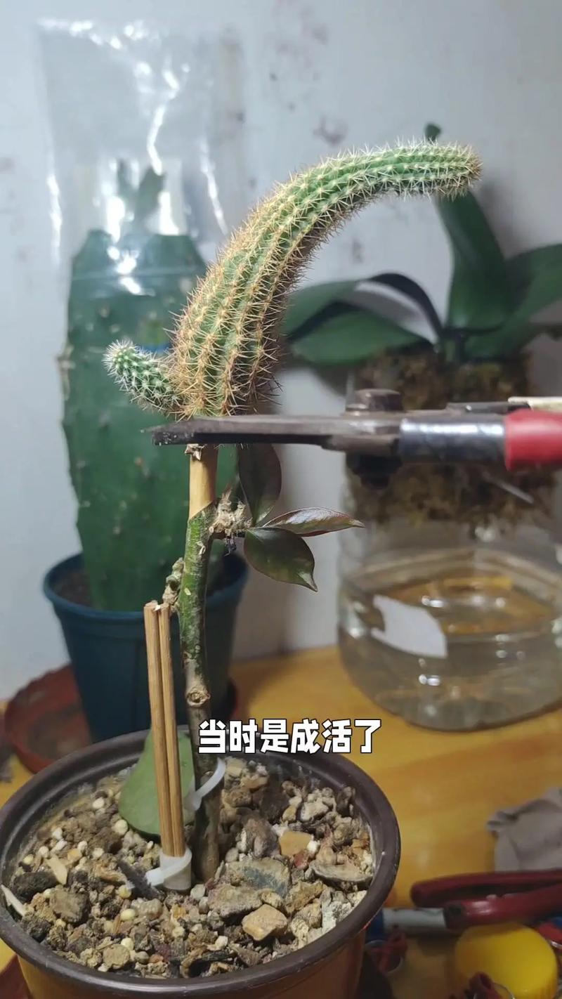 蟹爪兰怎么嫁接到仙人掌上,蟹爪兰怎么嫁接到仙人球-第2张图片-优品飞百科 蟹爪兰怎么嫁接到仙人掌上,蟹爪兰怎么嫁接到仙人球-第2张图片-优品飞百科