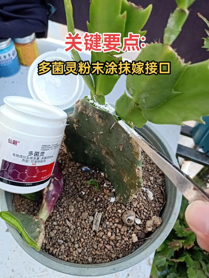 蟹爪兰怎么嫁接到仙人掌上,蟹爪兰怎么嫁接到仙人球-第3张图片-优品飞百科 蟹爪兰怎么嫁接到仙人掌上,蟹爪兰怎么嫁接到仙人球-第3张图片-优品飞百科