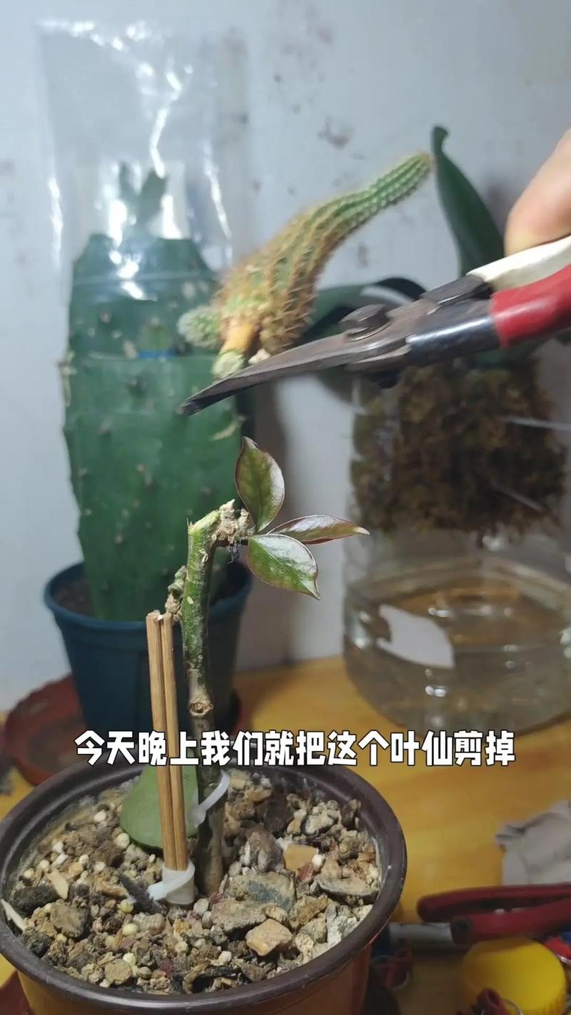 蟹爪兰怎么嫁接到仙人掌上,蟹爪兰怎么嫁接到仙人球-第4张图片-优品飞百科 蟹爪兰怎么嫁接到仙人掌上,蟹爪兰怎么嫁接到仙人球-第4张图片-优品飞百科