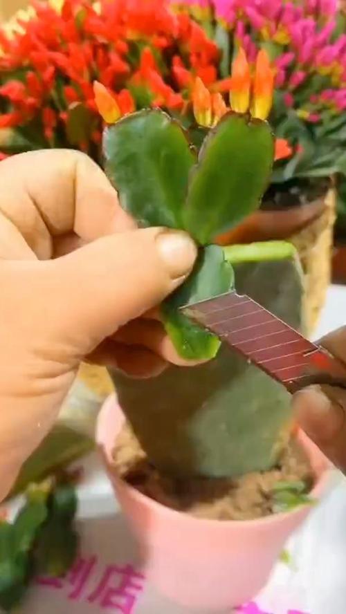 蟹爪兰怎么嫁接到仙人掌上,蟹爪兰怎么嫁接到仙人球-第5张图片-优品飞百科 蟹爪兰怎么嫁接到仙人掌上,蟹爪兰怎么嫁接到仙人球-第5张图片-优品飞百科