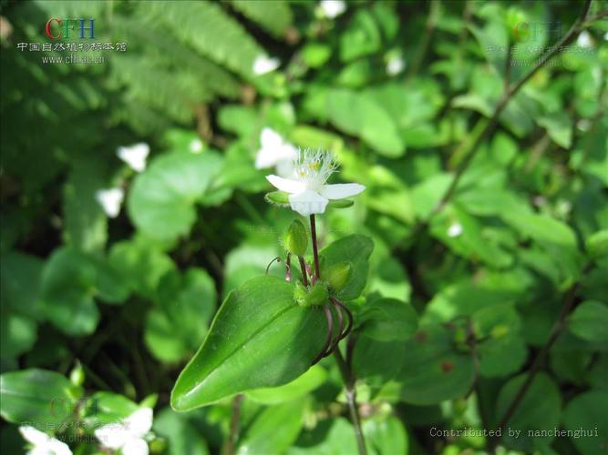 白花紫露草怎么修剪，白花紫露草怎么修剪图解