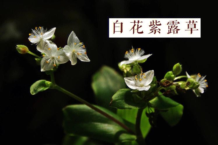 白花紫露草怎么修剪，白花紫露草怎么修剪图解-第5张图片-优品飞百科