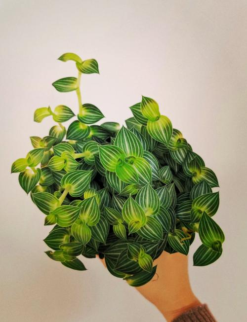 白花紫露草怎么修剪，白花紫露草怎么修剪图解-第6张图片-优品飞百科