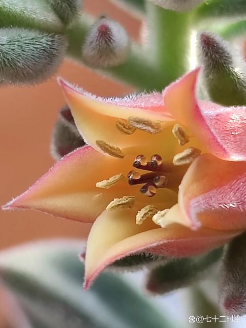 锦晃星冬季怎么养，锦晃星夏季开花怎么办？