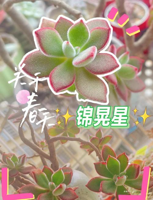 锦晃星冬季怎么养，锦晃星夏季开花怎么办？-第2张图片-优品飞百科